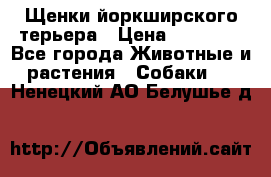 Щенки йоркширского терьера › Цена ­ 20 000 - Все города Животные и растения » Собаки   . Ненецкий АО,Белушье д.